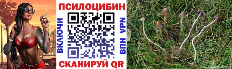 закладки  Саяногорск  Галлюциногенные грибы GOLDEN TEACHER 